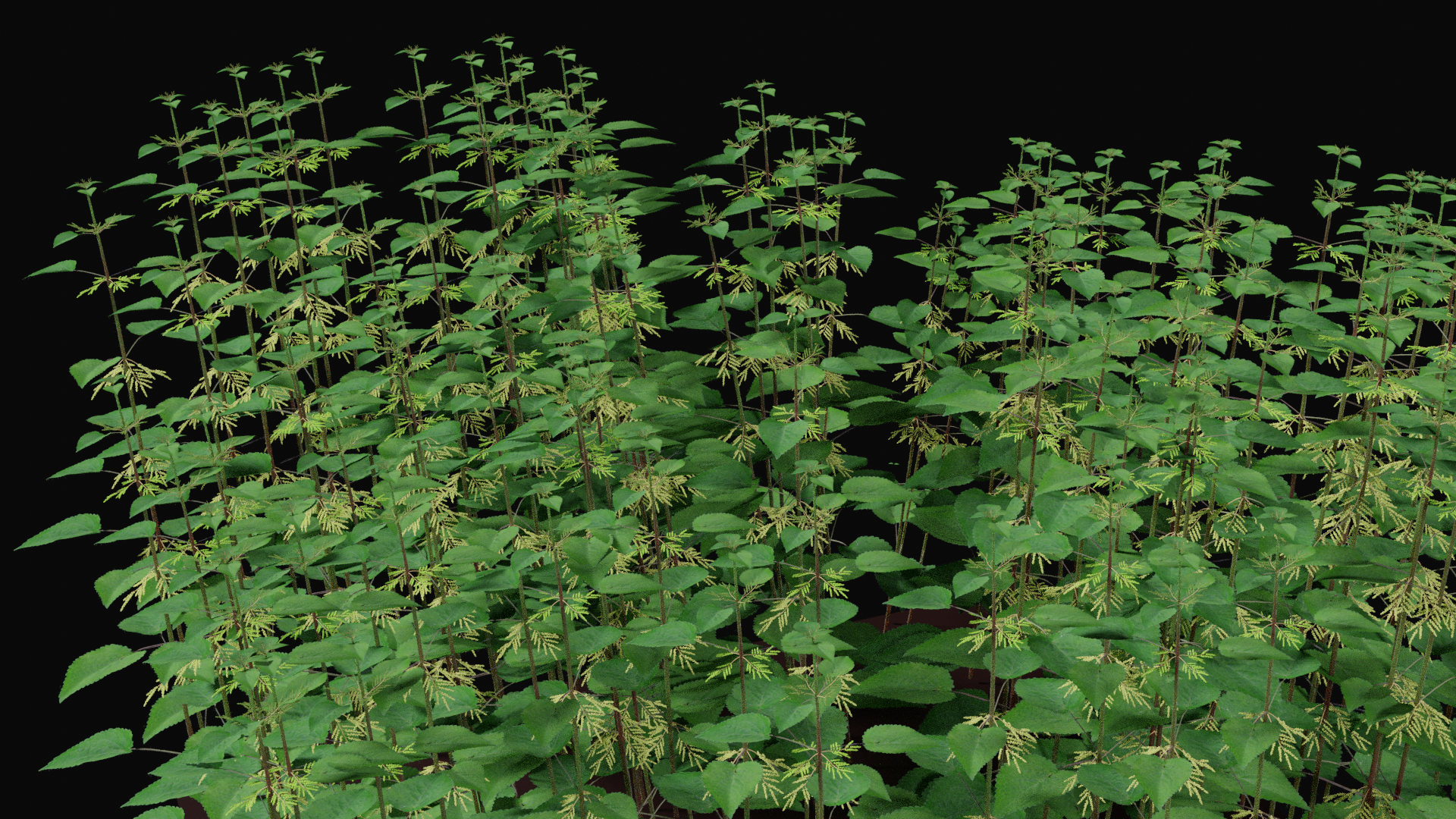 Stinging Nettle, Urtica dioica preview image 1